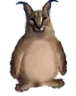 avokado