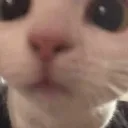 SG_cathuh Discord Emoji