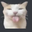 kitty Discord Emoji