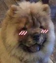 dogcute
