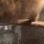 monkey_turnichok