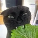 lettucecat Discord Emoji