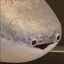 uglyfish