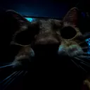 scarykat
