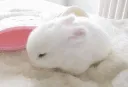 bunny_flop bunny_flop