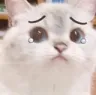 catplead