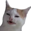 Cat3 cat3 Discord Emoji