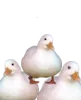 duckie_squad