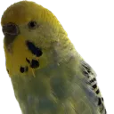 DalesBudgie