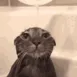 elysium_catt