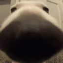 theSniffer