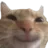 happy_cat