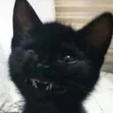 c_hapy