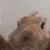 bunny_dance