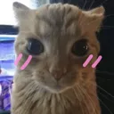 catblush catblush