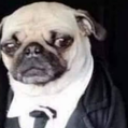 A pug wearing a suit and tie looking sideways with a skeptical and unimpressed expression.