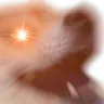 dogextreme