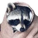 racccozy