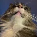 Meow