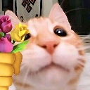 cat_simp Discord emoji