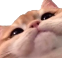 cutecat