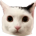 Andidobelookingthatpaletho