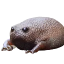 rainfrog