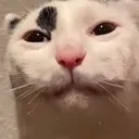 skrunt