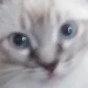 boogie