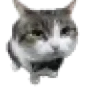kitty
