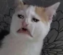 c_catwtf