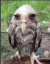 Slightlywetowl