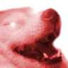 doggoKekWOKE Discord emoji