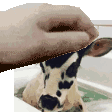cowpat