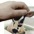 cowpat