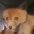 7945foxscream