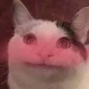 Blushycat blushycat Discord Emoji