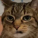 AnnoyedCat
