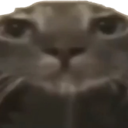 g_gato_stare Discord emoji