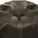 gato_stare gato_stare