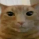Cat_angrycat_DC Cat_angrycat_DC
