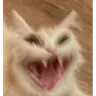 cattolmao