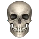 skull_realistic