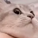 miau_spk