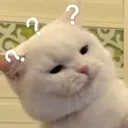 CatConfused3
