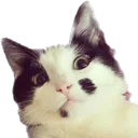 monty