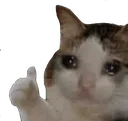 SadCatThumbsUp
