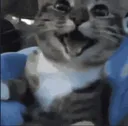HappyCat