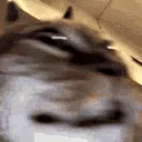 catcraze