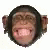 chimp